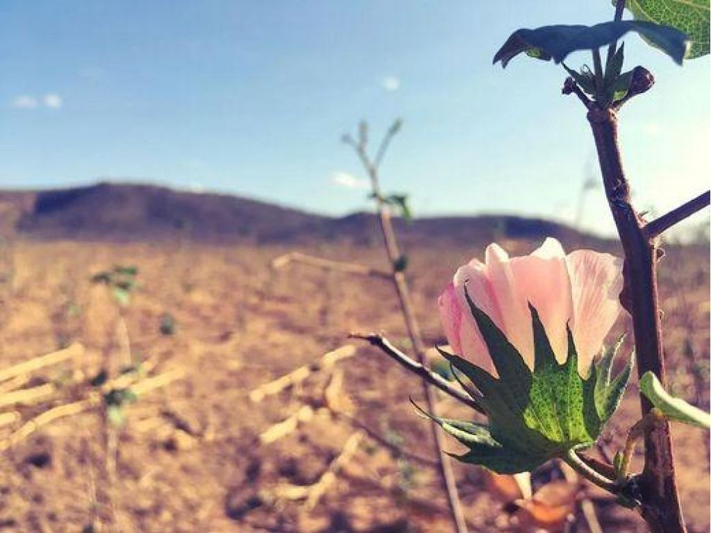 Flor de cotó en un camp àrid. La Justa Trama. El món és la xarxa que teixim Fotograma 1
